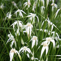 Star Grass, a Great Live Pond Plant for Your Water Garden. Filters koi and Goldfish Ponds. Good for Bogs, Plant Shelf or Shallow Water This marginal Aquatic is a Real Beauty