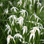 Star Grass, a Great Live Pond Plant for Your Water Garden. Filters koi and Goldfish Ponds. Good for Bogs, Plant Shelf or Shallow Water This marginal Aquatic is a Real Beauty