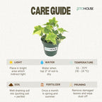 Live Air Purifying English Ivy Variegated Plant (Hedera Helix) – 4” Pot | Easy-Care Indoor Trailing Vine for Home, Office & Apartment Décor | Fast-Growing Houseplant by JitoHouse