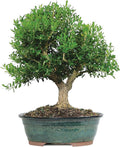 Brussel's Live Harland Boxwood Outdoor Bonsai Tree - 8 Years Old; 10" to 14" Tall with Decorative Container
