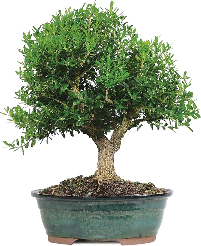 Brussel's Live Harland Boxwood Outdoor Bonsai Tree - 8 Years Old; 10" to 14" Tall with Decorative Container