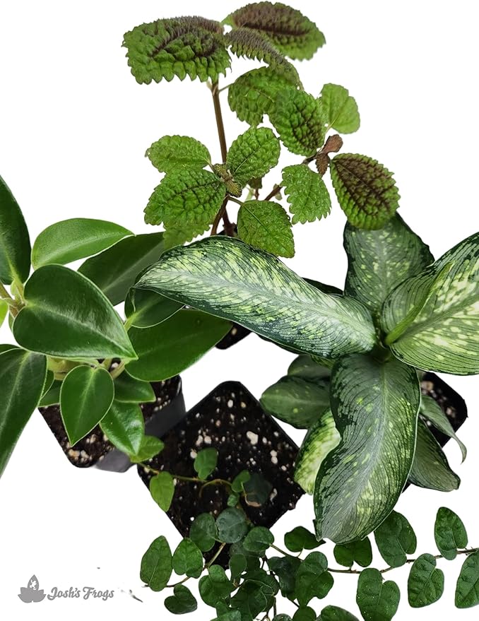 18x18x24 Day Gecko Vivarium Plant Kit