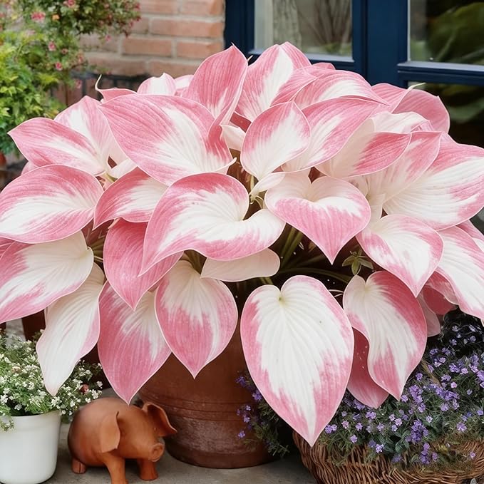 Hosta Seeds for Planting, 290+pcs Rare Perennial Hosta Flower Seeds Plants, Non-GMO Heirloom Long Blooming Plants Shaded Entry Pathway Rare Flowers for Garden Outdoors