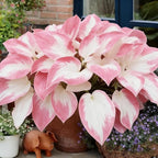 Hosta Seeds for Planting, 290+pcs Rare Perennial Hosta Flower Seeds Plants, Non-GMO Heirloom Long Blooming Plants Shaded Entry Pathway Rare Flowers for Garden Outdoors