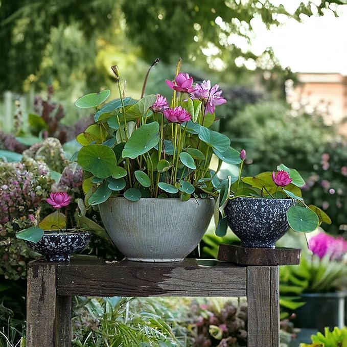 ZEshops 10pcs Mixed Color Bonsai Bowl Lotus Live Plants - Pre-Sprouted Non-GMO - Aquatic Beauties for Indoor and Outdoor Serenity Planting Instructions for Easy Grow - Great Gardening Gifts