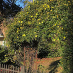 Carolina Jessamine (1 Gallon) Semi-Evergreen Blooming Vine with Yellow Flowers - Full Sun to Part Sun Live Outdoor Plant
