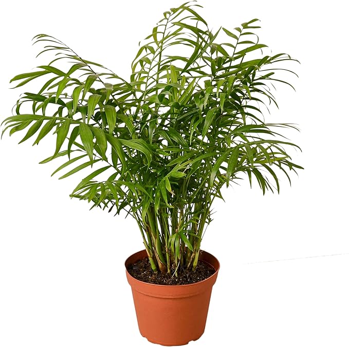 Parlor Palm Live Indoor Plant | Neanthebella Live Plant | Air Purifying Plant | Ship from CA in Nursey Pot | PET Friendly (Large Plant, 6" Pot)
