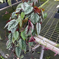 Cissus Discolor Live House Plants Sale | Large Rex Begonia Rare Starter Plant | Fully Rooted Begonias Plant | Cuttings Indoor Houseplant (Heat Pack Included)