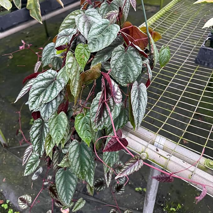 Cissus Discolor Live House Plants Sale | Large Rex Begonia Rare Starter Plant | Fully Rooted Begonias Plant | Cuttings Indoor Houseplant (Heat Pack Included)