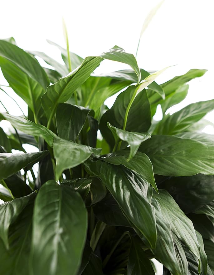 KaBloom - Large Purifying Peace Lily in 6" Pot - Fresh Flowers for Birthday, Valentine's & Mother's Day