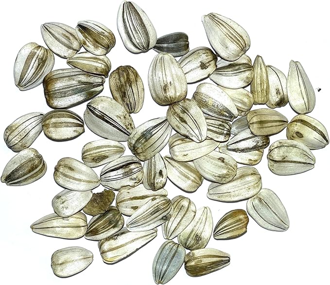 Seed Needs Mammoth Grey Stripe Sunflower Seeds for Planting - Heirloom & Open Pollinated Flower Seed to Plant an Outdoor Butterfly Garden (1 Pack)