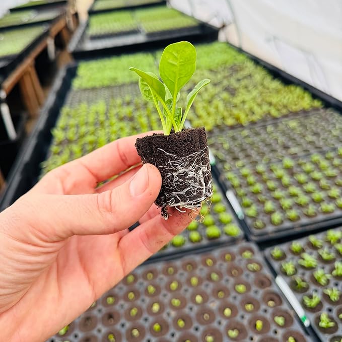 Spinach Seedlings: Ready-to-Plant, Starts, Starters, Plugs, Garden Ready, Live Plants, Transplants, Pre-Sprouted, Soil & Hydroponic Gardens (12 seedlings)