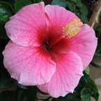 Hibiscus Flower Seeds for Planting - Exotic Plant Bonsai Seeds Giant Flower Tropical Potted Plants Seeds Non-GMO Heirloom Seeds Perennial Flower