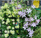 210 Clematis Seeds Mixed Colors Perennial Climbing Vine Flower Seeds for Planting Home Garden Outdoor Yard Floral Decoration