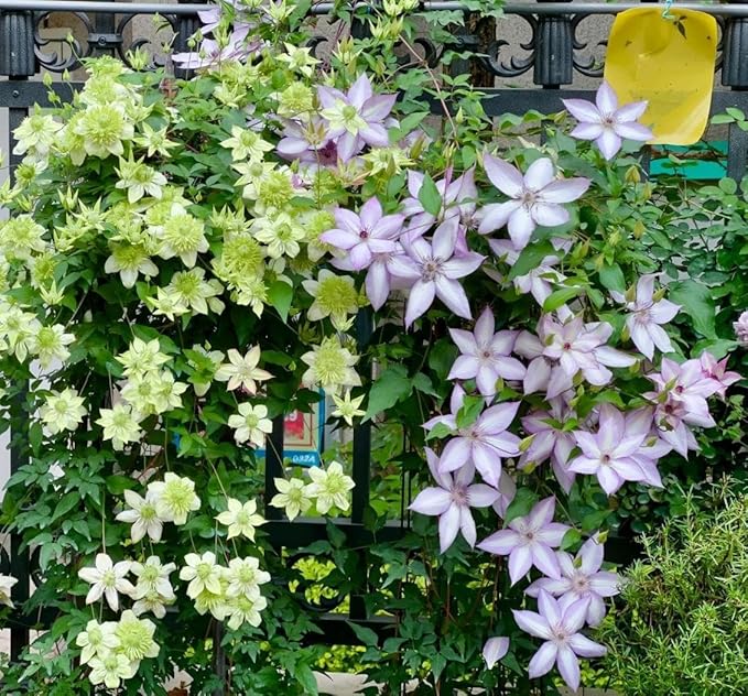 210 Clematis Seeds Mixed Colors Perennial Climbing Vine Flower Seeds for Planting Home Garden Outdoor Yard Floral Decoration
