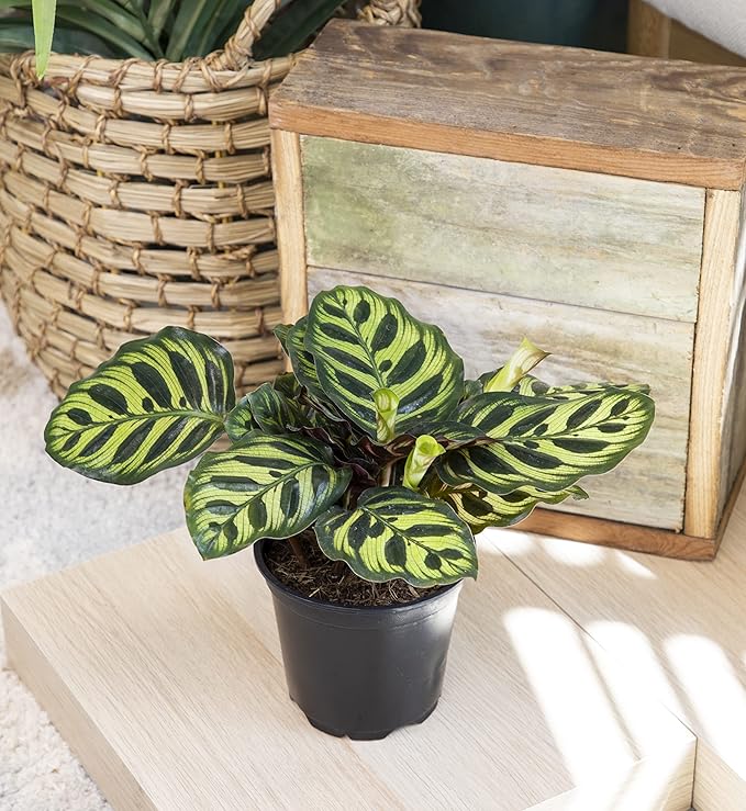 Calathea Plant Live Prayer Plant Live Indoor Plant, Calathea Live Plant Live House Plant Live Plants Indoor, Live Houseplants Live Prayer Plants Live House Plants by Plants for Pets, Black
