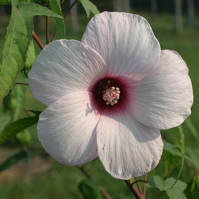 Chalily Pink Water Hibiscus, a Great Live Pond Plant for Your Water Garden. Filters The koi and Goldfish Pond. Good for Bogs, Plant Shelf or Shallow Water This marginal Aquatic is a Real Beauty