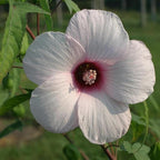 Chalily Pink Water Hibiscus, a Great Live Pond Plant for Your Water Garden. Filters The koi and Goldfish Pond. Good for Bogs, Plant Shelf or Shallow Water This marginal Aquatic is a Real Beauty