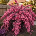 Purple-Pink Weigela Live Plant, Spring Blooming Shrub in 4” Pot, Hardy Perennial Flowering Bush for Garden Borders, Cold Hardy, Dormant in Winter