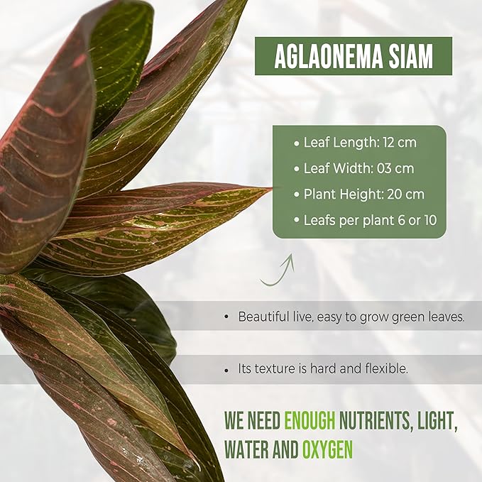 LEAL PLANTS ECUADOR Aglaonema Siam| Live Chinese Evergreen Indoor Plant | Natural Décor & Air-Purifying Evergreen | Elegant Low-Maintenance Houseplants for Home or Office | Colorful Plant