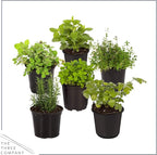 Live Aromatic and Edible Herb Assortment (Rosemary, Eucalyptus, Mint, Lemon Balm, Other Assorted Herbs), 6 Plants Per Pack