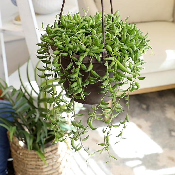 String of Bananas Succulent Plant Decor Hanging Basket, Real Succulents & Houseplants for Home or Office, Senecio Radicans, Unique House Plants