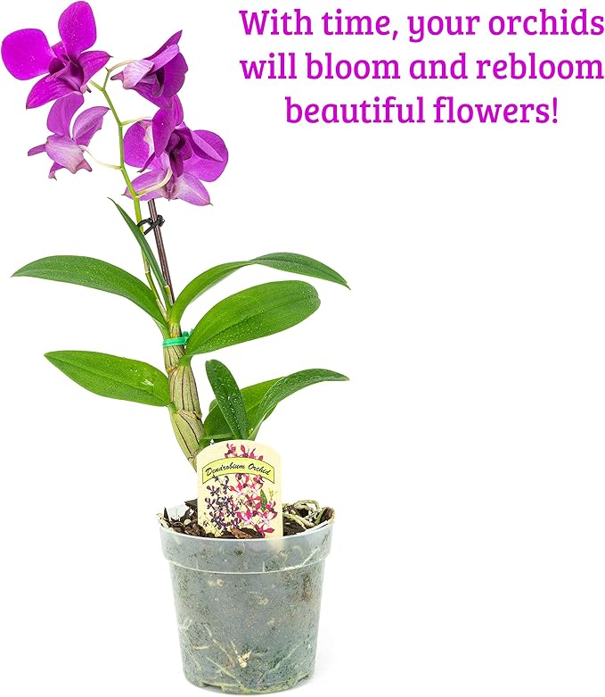 1 Live Orchid Plant | Dendrobium Orchid | Real Houseplant in Potting Soil Mix with Orchid Pot | Orchids | Flowering Plants | Decorative Flowers Orchid Mix | by Plants for Pets, Green