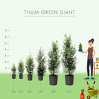 Brighter Blooms - Thuja Green Giant Arborvitae, 1-2 ft. - No Shipping to AK, AZ, HI, OR