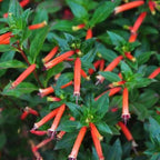 Fire Cracker Plant, a Great Live Pond Plant for Your Water Garden. Filters koi and Goldfish Ponds. Good for Bogs, Plant Shelf or Shallow Water This marginal Aquatic is a Real Beauty
