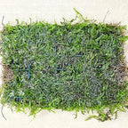 Java Moss Vesicularia Dubyana Mats US Grow Live Aquarium Plant Tropical Freshwater Decorations BUY2GET1FREE