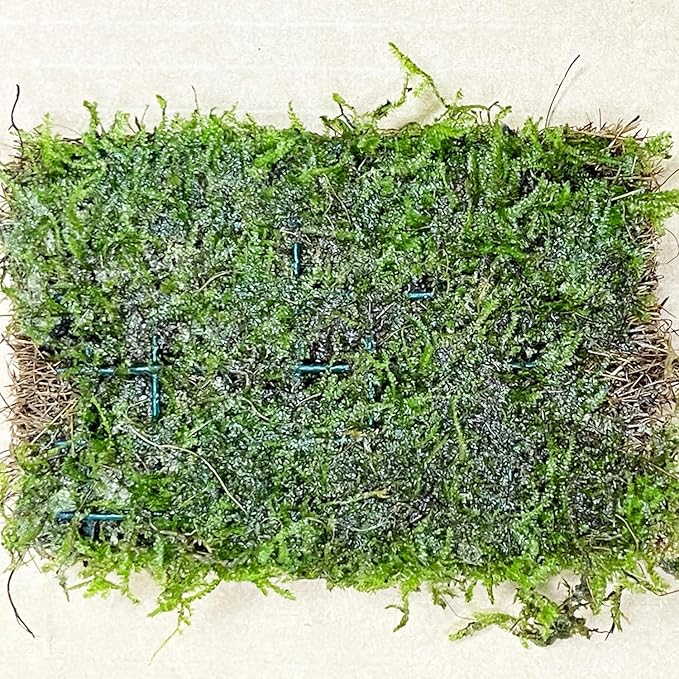 Java Moss Vesicularia Dubyana Mats US Grow Live Aquarium Plant Tropical Freshwater Decorations BUY2GET1FREE