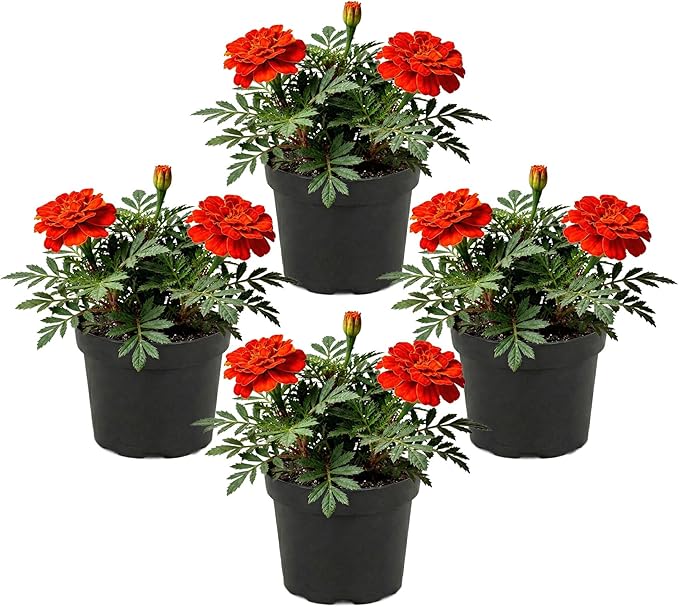 Live Flowering Marigold - Durango Red (4 Per Pack), Beautiful Spring Color, 8" Tall by 4" Wide in 1 Pt Pot