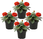 Live Flowering Marigold - Durango Red (4 Per Pack), Beautiful Spring Color, 8" Tall by 4" Wide in 1 Pt Pot