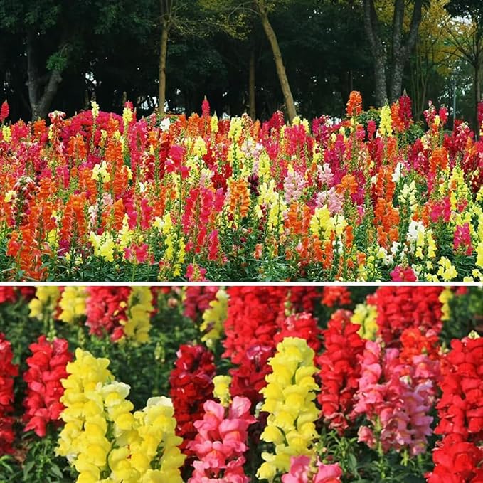 6000+ PCS Snowflake Snapdragon Flower Seeds Antirrhinum Majus Rare Flower Seed Outdoor-Perennial Heirloom Plant Seed Attracts Bees& Attracts Butterflies