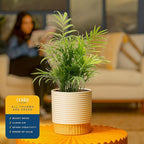 Costa Farms Parlor Palm Live Plant in Decorative Pot, Air Purifying Indoor Houseplant, Perfect for Home, Room, or Office Decor, Great House Warming or Birthday Gift, 14-18 Inches Tall