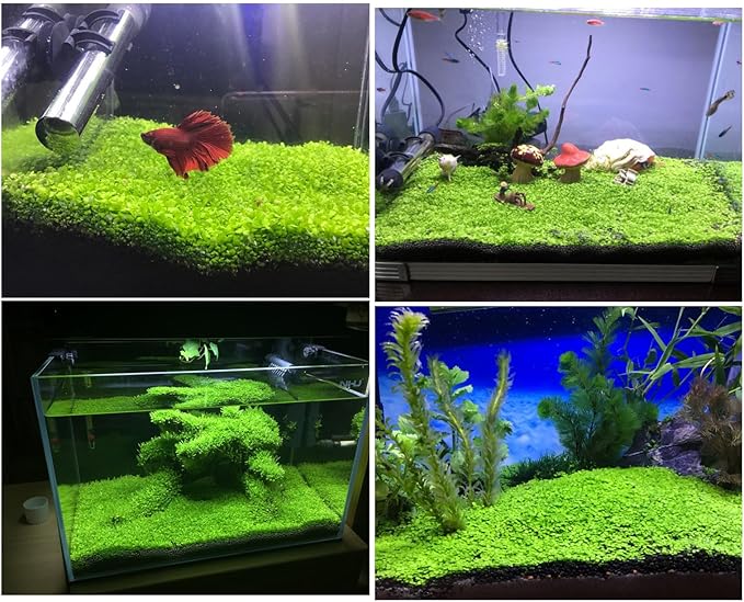 Aquarium G-r-a-s-s P-l-a-n-t - 3 Pack | Easy-Growing Water P-l-a-n-t for Fish Tank Aquarium