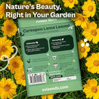 SVI 1000 Dwarf Lance Leaved Coreopsis Seeds (Coreopsis Lanceolata) - Lanceleaf Tickseed, Yellow Wildflower, Drought Tolerant Seed - Perennial Flower Seeds in Seed Packets for Outdoor Garden, Landscape