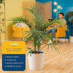Costa Farms Majesty Palm Live Plant in Decorative Pot, Large Indoor Houseplant, Perfect for Home, Room, or Office Decor, Great House Warming or Birthday Gift, 3-4 Feet Tall