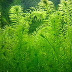 Chalily Anacharis Submerged Oxygenator, a Great Live Pond Plant for Your Water Garden. Filters The koi and Goldfish Pond. Good for Underwater Areas! Submerged Oxygenator!