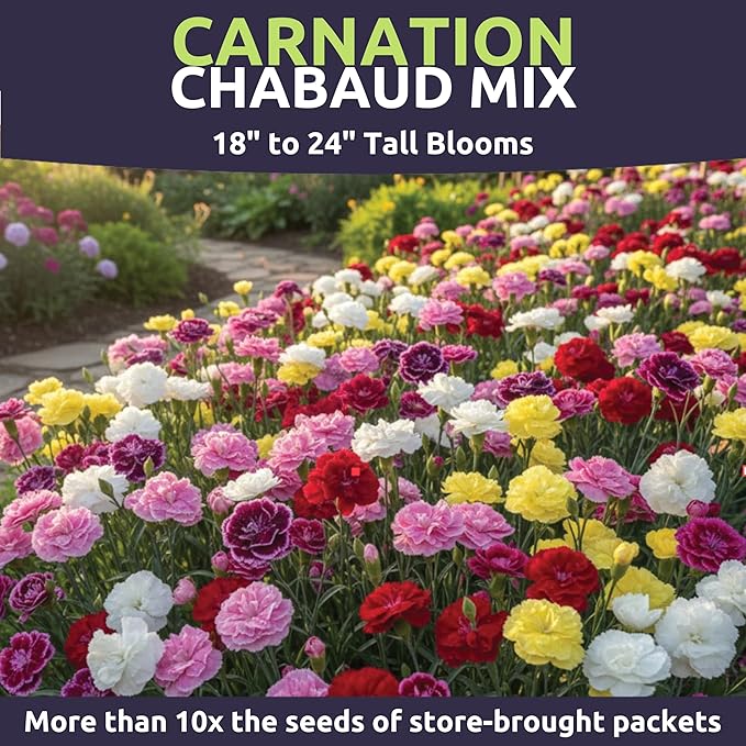Carnation Chabaud Mix – Large 1/4 Ounce Seed Packet – 4,000 Flower Seeds for Planting – Dianthus caryophyllus