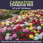 Carnation Chabaud Mix – Large 1/4 Ounce Seed Packet – 4,000 Flower Seeds for Planting – Dianthus caryophyllus