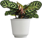 Plants for Pets Calathea Makoyana, Pet Friendly Prayer Decor in 6" White Pot, Live Houseplant Gift, Cat Safe, Decorative Desk House Plants by Plants for Pets