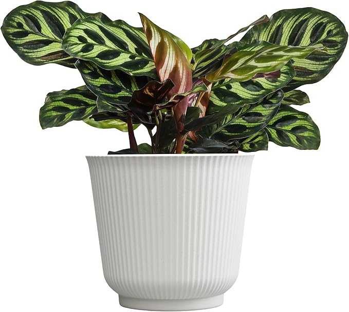 Plants for Pets Calathea Makoyana, Pet Friendly Prayer Decor in 6" White Pot, Live Houseplant Gift, Cat Safe, Decorative Desk House Plants by Plants for Pets