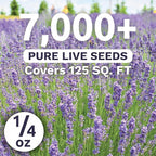 Lavender - Large 1/4 Ounce Packet - 7,000 Flower Seeds for Planting - Lavandula angustifolia