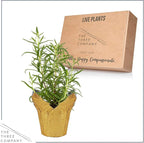 Live Aromatic and Healthy Herb - Rosemary, Improves Breathing, Wrapped in Deco Cover, 14" Tall by 6" Wide in 1.25 Quart Pot