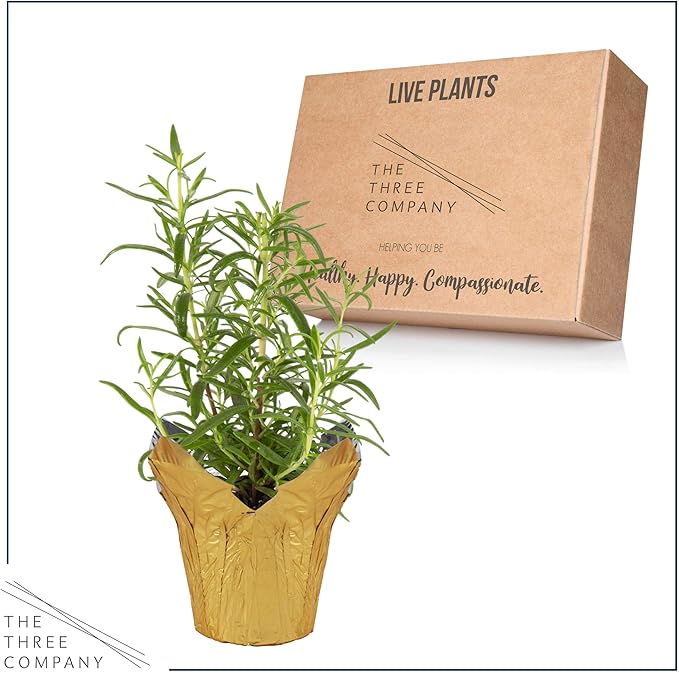 Live Aromatic and Healthy Herb - Rosemary, Improves Breathing, Wrapped in Deco Cover, 14" Tall by 6" Wide in 1.25 Quart Pot