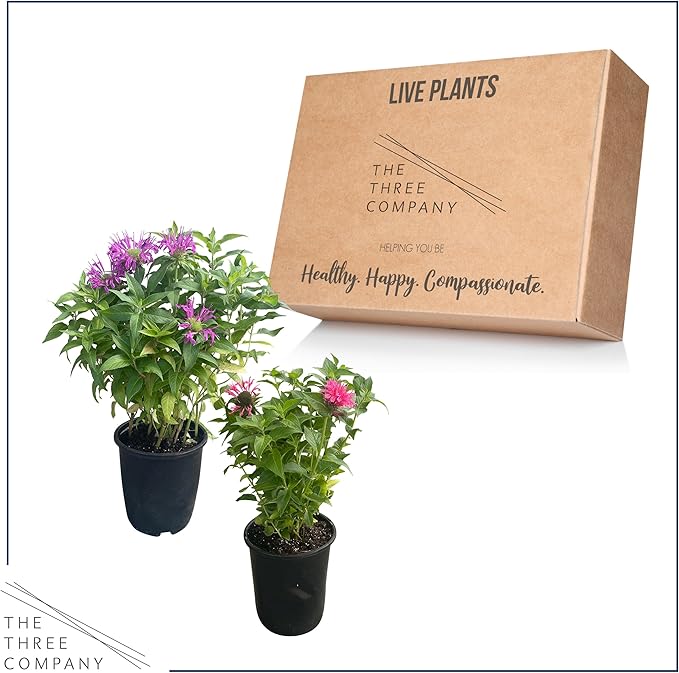 Live Flowering Bee Balm - Assorted Colors (2 Plants Per Pack), Pollinator - Attracts Butterflies, 10" Tall by 4" Wide in 1 Qt Pot