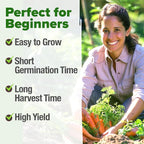 HOME GROWN Tendersweet Carrots Seeds 2 Pack - 6000 Non-GMO Heirloom Carrot Seeds for Planting Outdoors - High- (Daucus carota subsp. sativus)