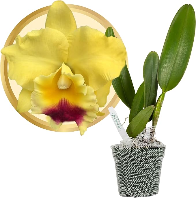 Better-Gro Cattleya Hybrid RLC. Goldenzelle 'Lemon Chiffon’, 4" Live Plant, Blooms in 6-12 Months with Proper Care, Yellow and Pink Lip, Fragrant, Hand-Selected by Master Growers