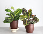 Thorsen's Greenhouse Prayer Plants Set of 2, Maranta leuconeura, Pet Safe, Low Light, Live Indoor Plants, 4" Diameter Plants, Classic Pots (Copper)